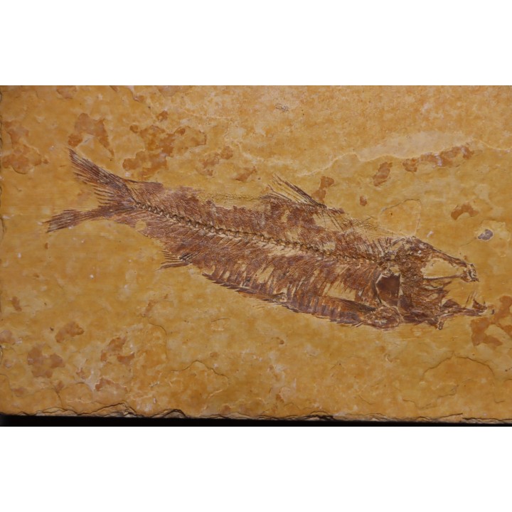 poisson fossile KNIGHTIA EOCAENA - Eocène - green river formation - WYOMING, USA