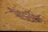poisson fossile KNIGHTIA EOCAENA - Eocène - green river formation - WYOMING, USA