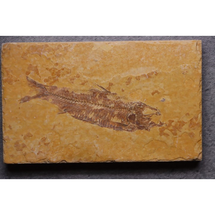 poisson fossile KNIGHTIA EOCAENA - Eocène - green river formation - WYOMING, USA