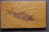 poisson fossile KNIGHTIA EOCAENA - Eocène - green river formation - WYOMING, USA