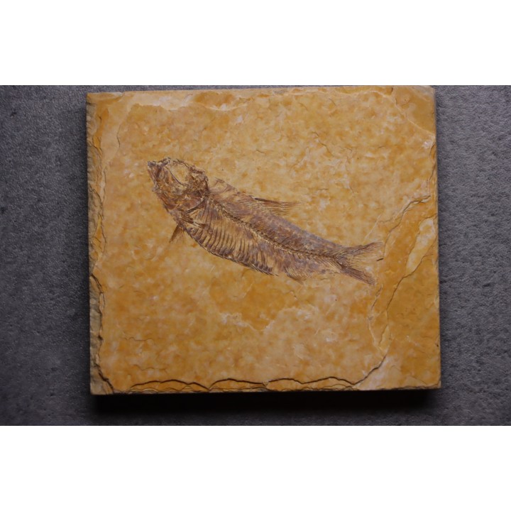 KNIGHTIA EOCAENA - Eocène - green river formation - Kemmerer, Wyoming - USA