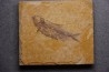 KNIGHTIA EOCAENA - Eocène - green river formation - Kemmerer, Wyoming - USA