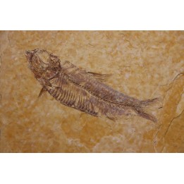 KNIGHTIA EOCAENA - Eocène - green river formation - Kemmerer, Wyoming - USA