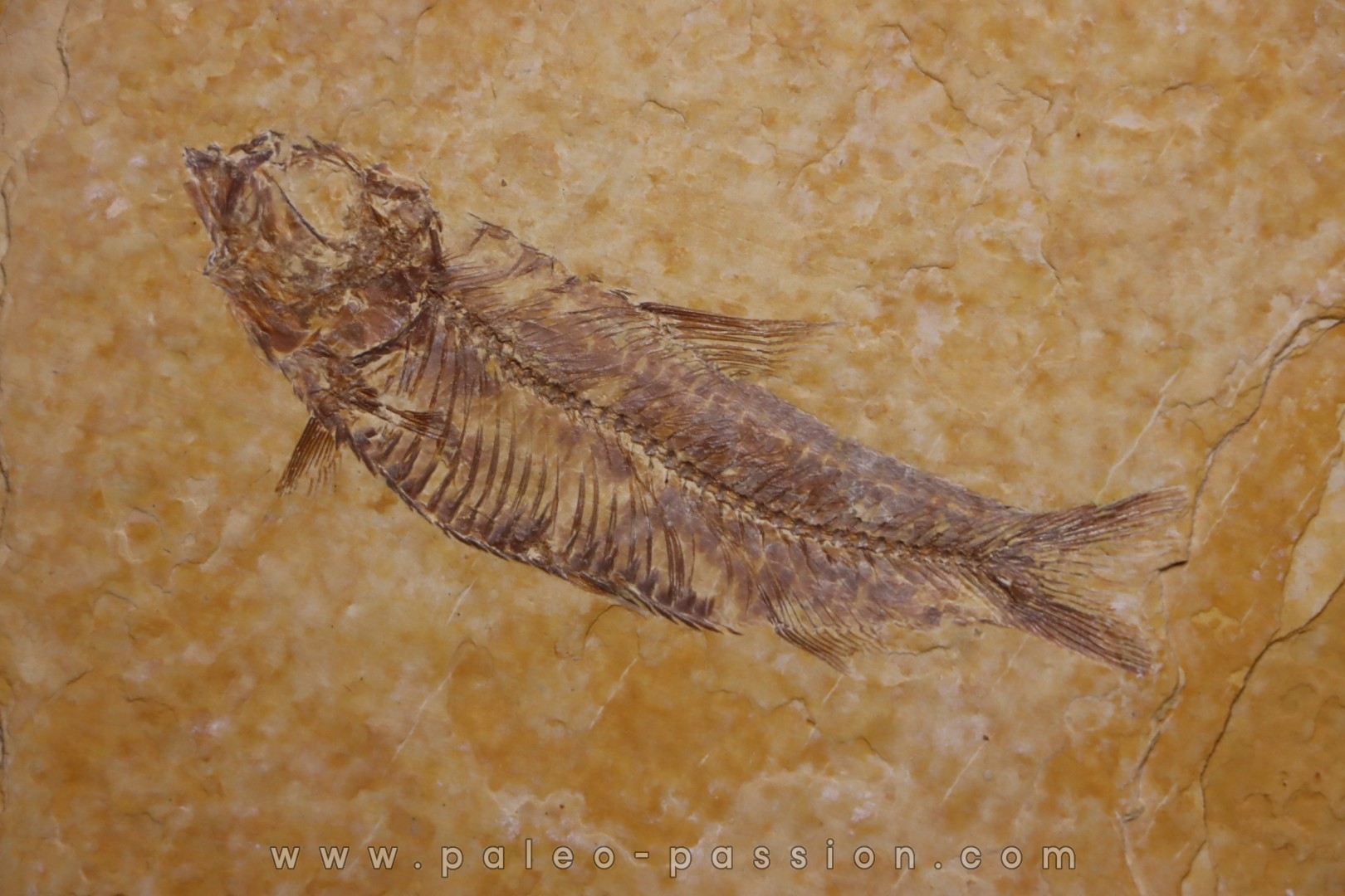 poisson fossile KNIGHTIA EOCAENA - Eocène - green river formation - WYOMING, USA