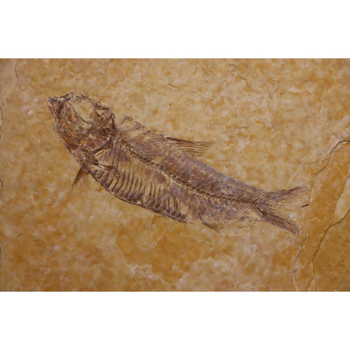 KNIGHTIA EOCAENA - Eocène - green river formation - Kemmerer, Wyoming - USA