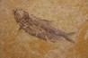 KNIGHTIA EOCAENA - Eocène - green river formation - Kemmerer, Wyoming - USA