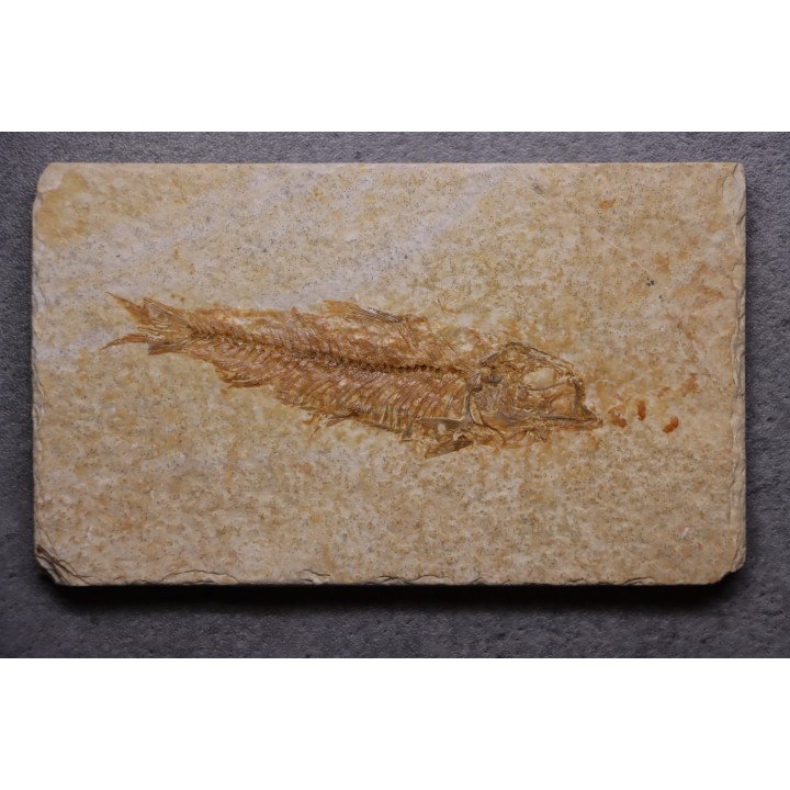 KNIGHTIA EOCAENA - Eocène - green river formation - Kemmerer, Wyoming - USA
