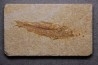 poisson fossile KNIGHTIA EOCAENA - Eocène - green river formation - WYOMING, USA