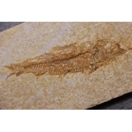 poisson fossile KNIGHTIA EOCAENA - Eocène - green river formation - WYOMING, USA