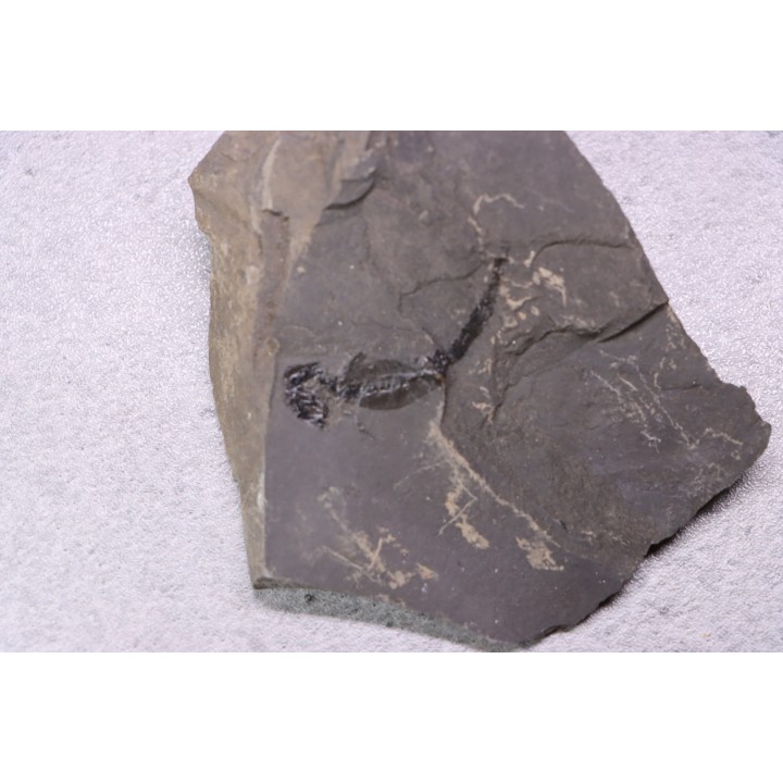 branchiosaure (protriton) petrolei - Autunien - Autun, FRANCE