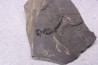 branchiosaure (protriton) petrolei - Autunian - Autun, France