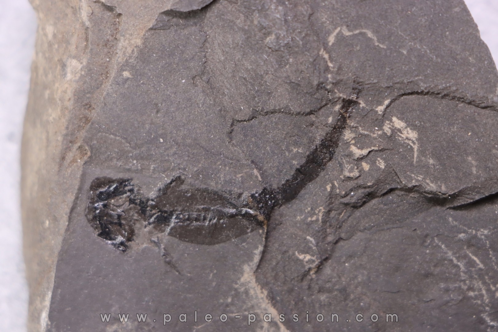 branchiosaure (protriton) petrolei - Autunien - Autun, FRANCE