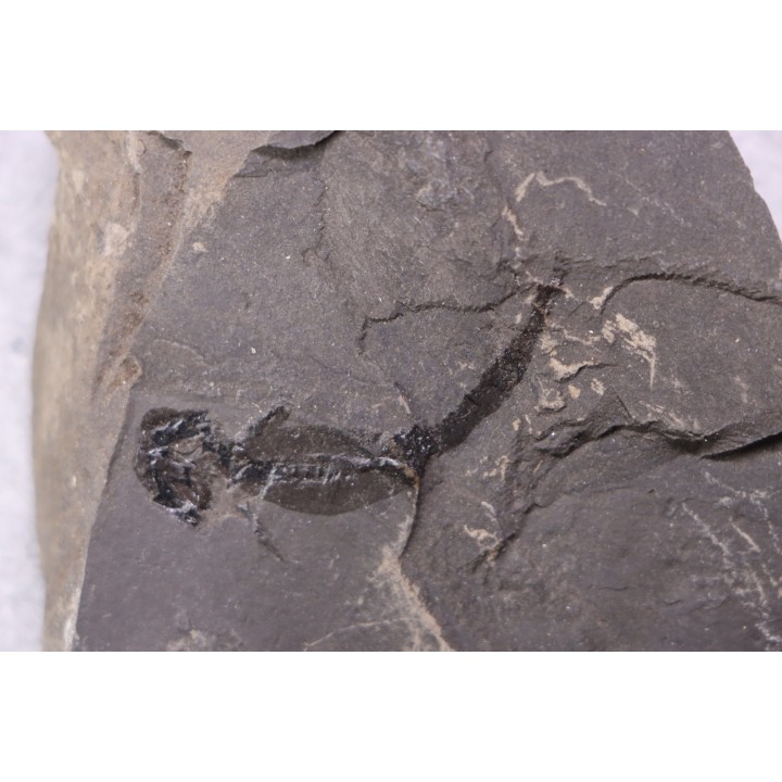 branchiosaure (protriton) petrolei - Autunian - Autun, France