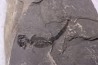 branchiosaure (protriton) petrolei - Autunien - Autun, FRANCE