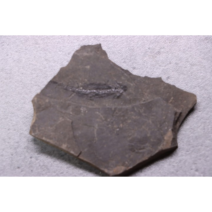 branchiosaure (protriton) petrolei - Autunien - Autun, FRANCE