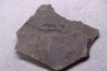 branchiosaure (protriton) petrolei - Autunian - Autun, France