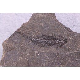 branchiosaure (protriton) petrolei - Autunien - Autun, FRANCE