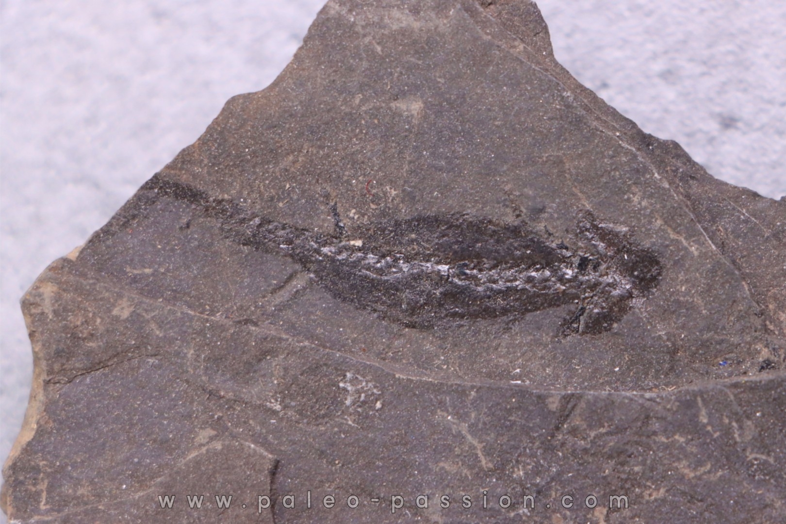 branchiosaure (protriton) petrolei - Autunien - Autun, FRANCE