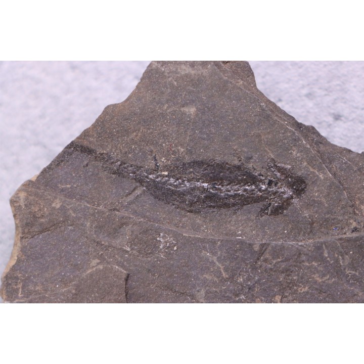 branchiosaure (protriton) petrolei - Autunien - Autun, FRANCE
