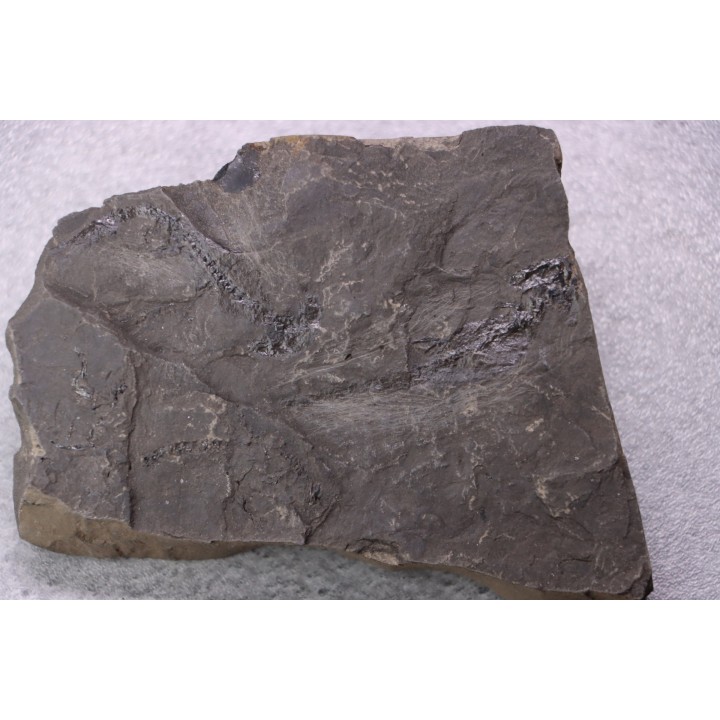 branchiosaure (protriton) petrolei - Autunian - Autun, France