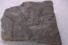 branchiosaure (protriton) petrolei - Autunien - Autun, FRANCE