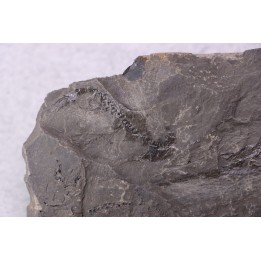 branchiosaure (protriton) petrolei - Autunien - Autun, FRANCE