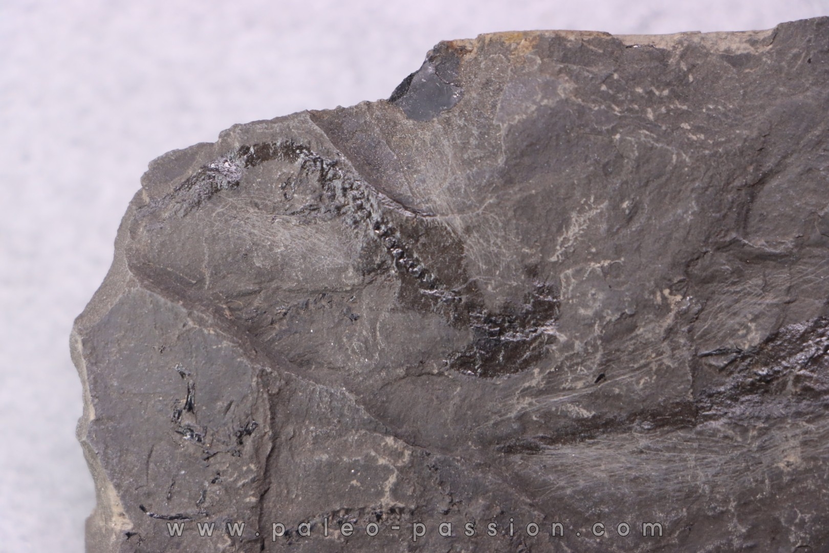 branchiosaure (protriton) petrolei - Autunian - Autun, France
