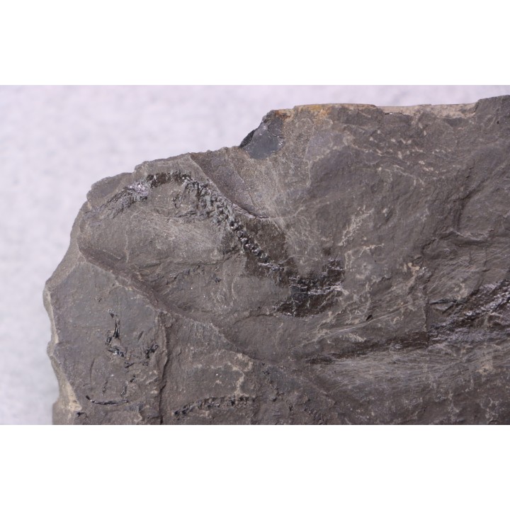 branchiosaure (protriton) petrolei - Autunian - Autun, France
