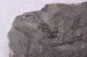 branchiosaure (protriton) petrolei - Autunien - Autun, FRANCE