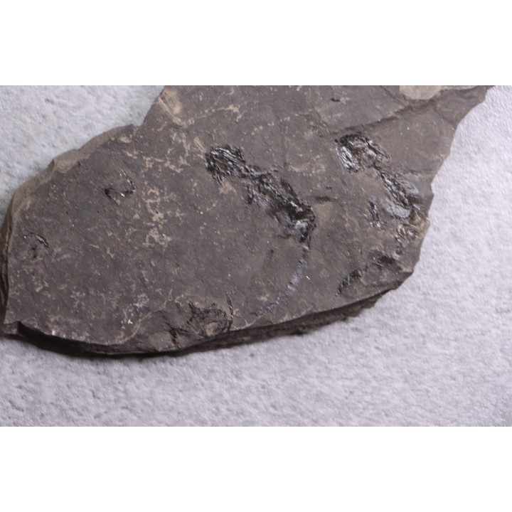 branchiosaure (protriton) petrolei - Autunien - Autun, FRANCE