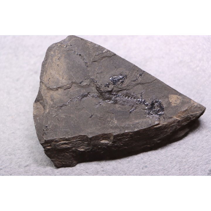 branchiosaure (protriton) petrolei - Autunien - Autun, FRANCE