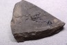 branchiosaure (protriton) petrolei - Autunian - Autun, France