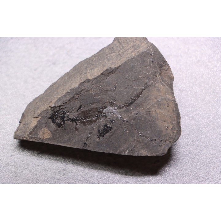 branchiosaure (protriton) petrolei - Autunien - Autun, FRANCE