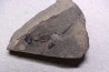 branchiosaure (protriton) petrolei - Autunien - Autun, FRANCE