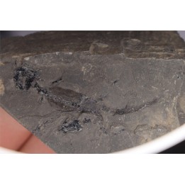 branchiosaure (protriton) petrolei - Autunien - Autun, FRANCE