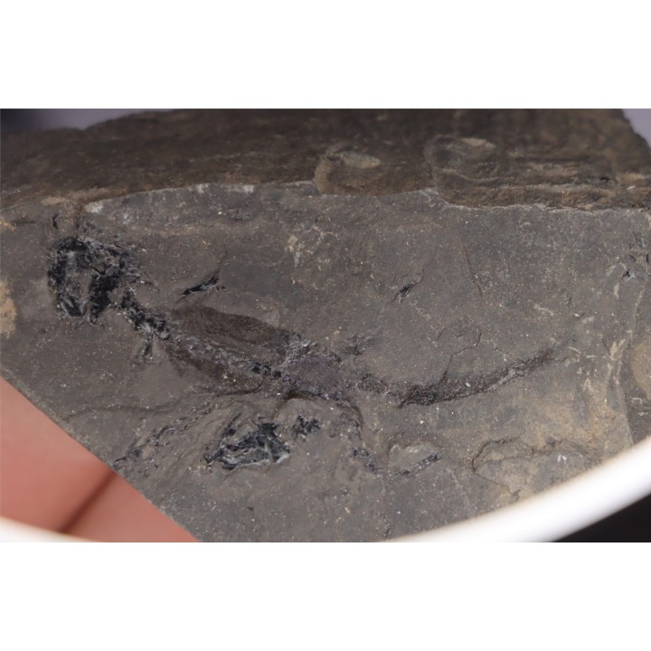 branchiosaure (protriton) petrolei - Autunian - Autun, France