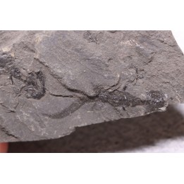 branchiosaure (protriton) petrolei - Autunian - Autun, France