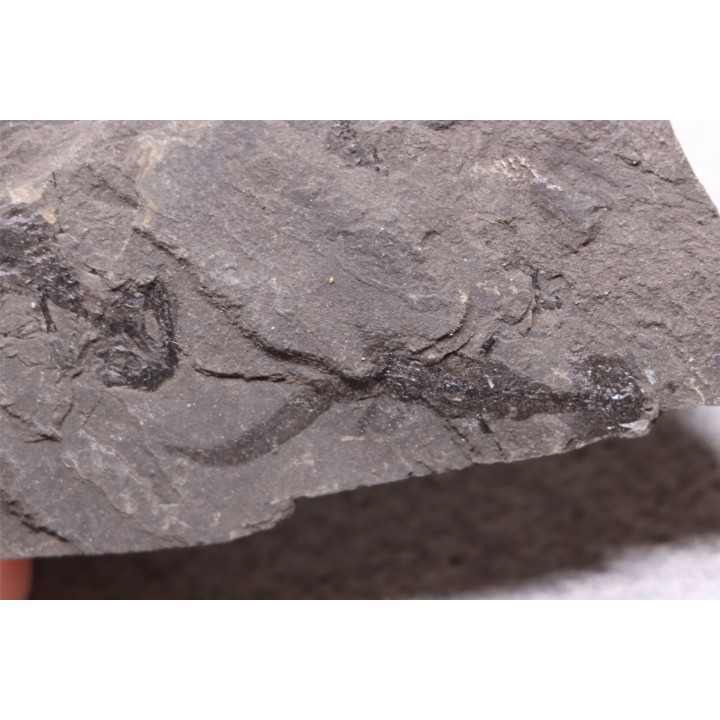 branchiosaure (protriton) petrolei - Autunian - Autun, France