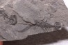 branchiosaure (protriton) petrolei - Autunian - Autun, France