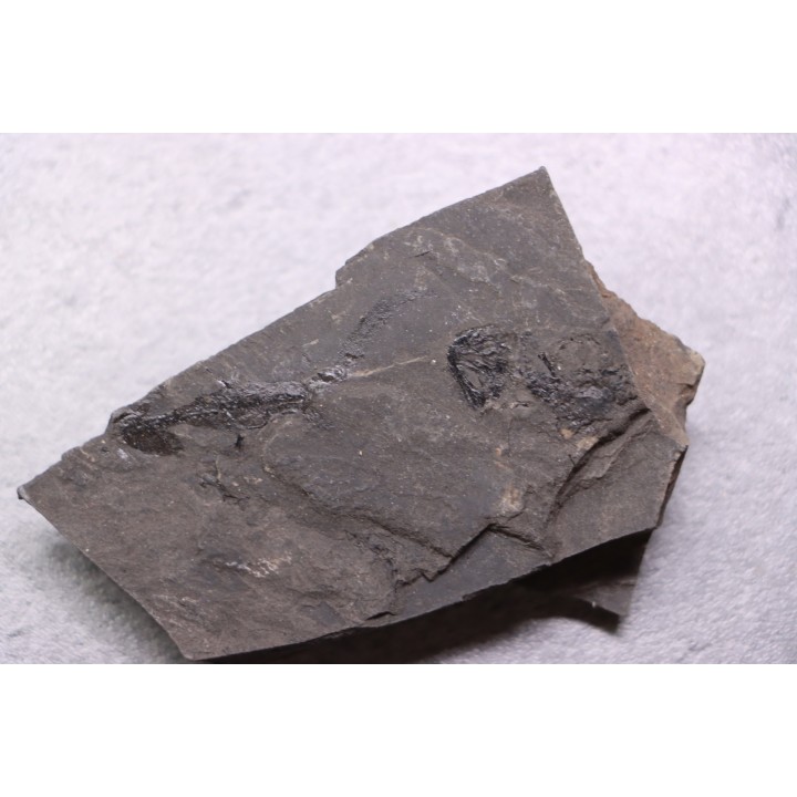 branchiosaure (protriton) petrolei - Autunien - Autun, FRANCE