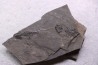 branchiosaure (protriton) petrolei - Autunien - Autun, FRANCE