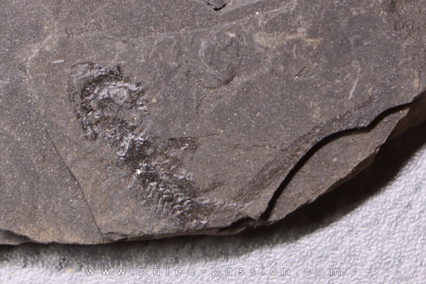 branchiosaure (protriton) petrolei - Autunien - Autun, FRANCE