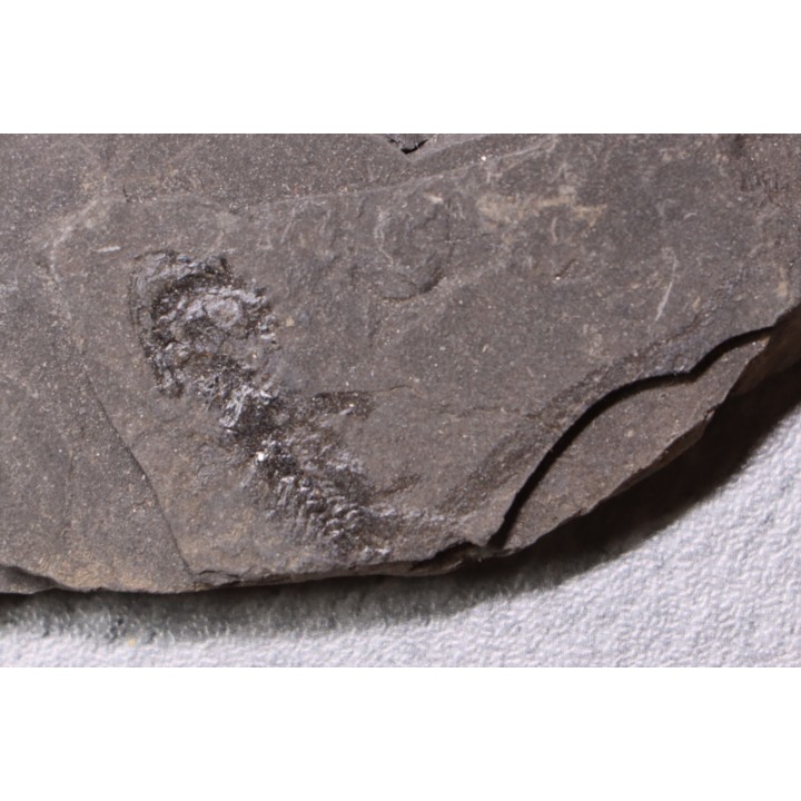 branchiosaure (protriton) petrolei - Autunian - Autun, France