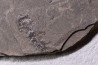 branchiosaure (protriton) petrolei - Autunien - Autun, FRANCE