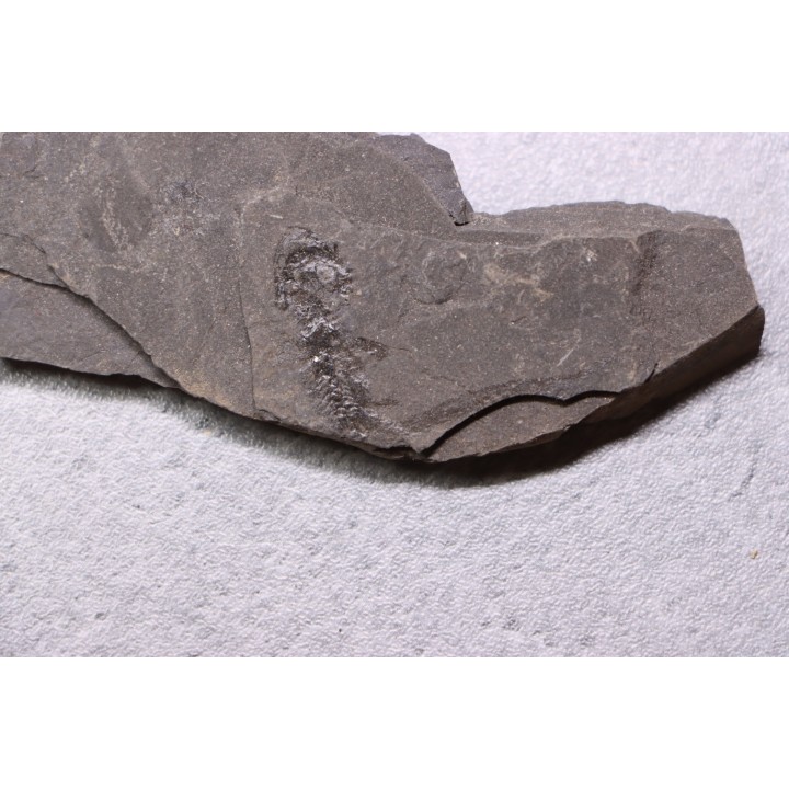 branchiosaure (protriton) petrolei - Autunien - Autun, FRANCE