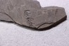 branchiosaure (protriton) petrolei - Autunian - Autun, France