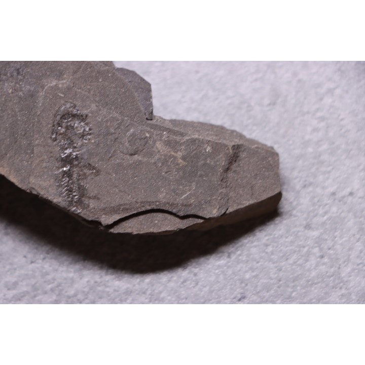 branchiosaure (protriton) petrolei - Autunien - Autun, FRANCE