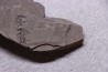 branchiosaure (protriton) petrolei - Autunian - Autun, France