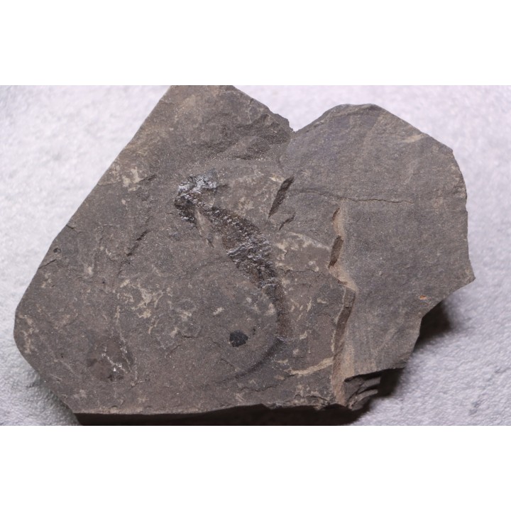 branchiosaure (protriton) petrolei - Autunien - Autun, FRANCE