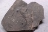 branchiosaure (protriton) petrolei - Autunien - Autun, FRANCE
